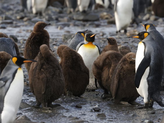 Raken we na de dodo straks ook de pinguïn voorgoed kwijt?