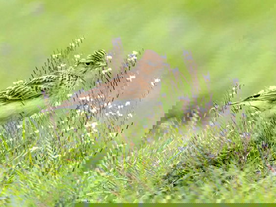 Veldleeuwerik zingt minutenlang | Vogelzangcursus #2