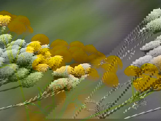 Fenolijn 5 maart 2023