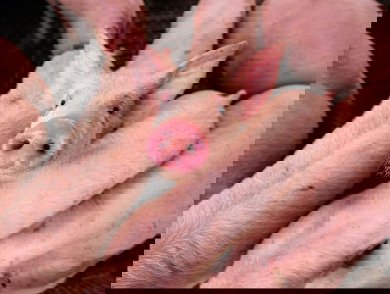 Varkens in Nood start nieuwe campagne tegen bio-industrie