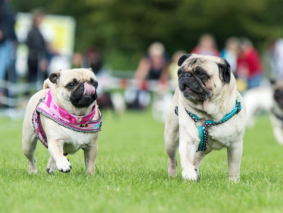 Stand.nl: Het importeren van doorgefokte dieren moet verboden worden