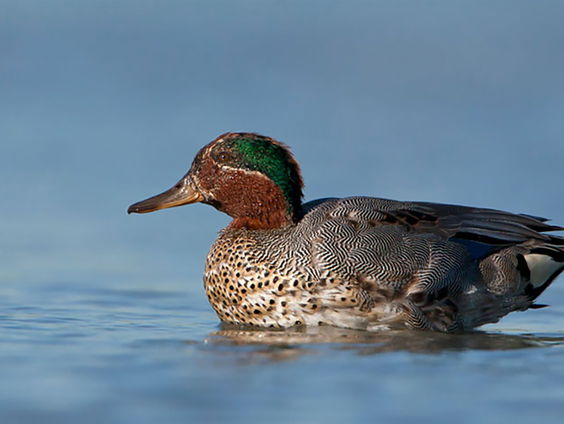 Duizenden wintertalingen grijpen hun kans