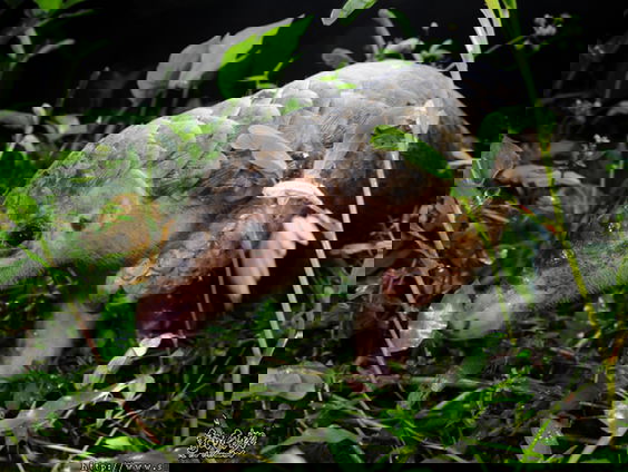 Schubdier: mysterieus en bedreigd