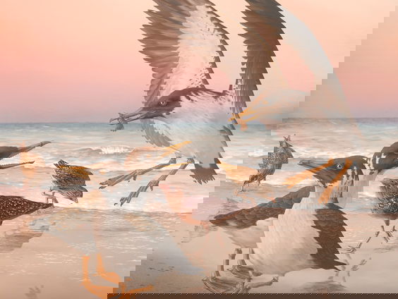 Dinovogel met tanden herschrijft vogelevolutie!