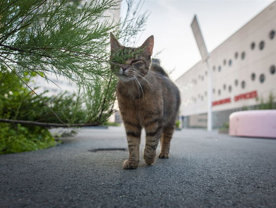 Stichting Huiskat Thuiskat wil dode vogels voorkomen: ‘Houd katten binnenshuis’