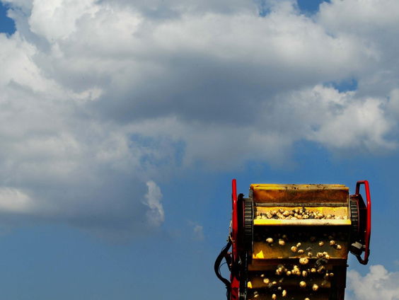 Aardappelboeren willen af van oogstdeadline