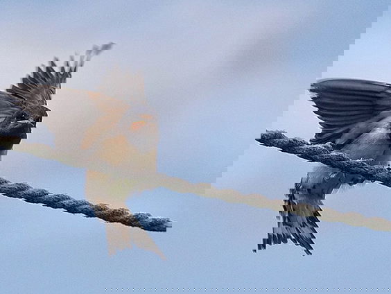 Fenolijn 31 maart 2024