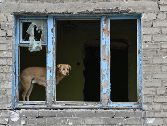 Veel dieren in nood door het opblazen van de Khachovka Dam in Oekraïne