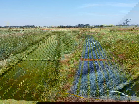 Is polderrijst de toekomst van de landbouw?