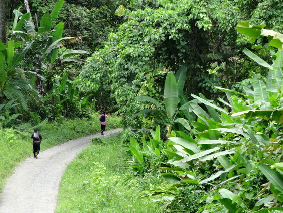 Op zoek naar de koning van de jungle