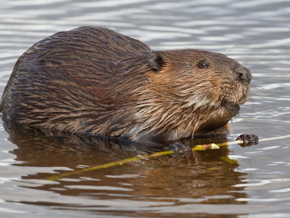 Bevers bieden onverwachts hulp in Oekraïne