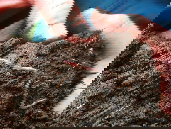 Nieuw onderzoek brengt bodembiodiversiteit van Nederland in kaart