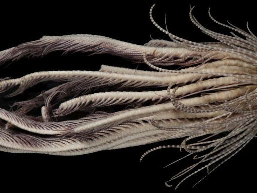 Zeewezen met twintig armen en ‘aardbeilichaam’ ontdekt bij Antarctica