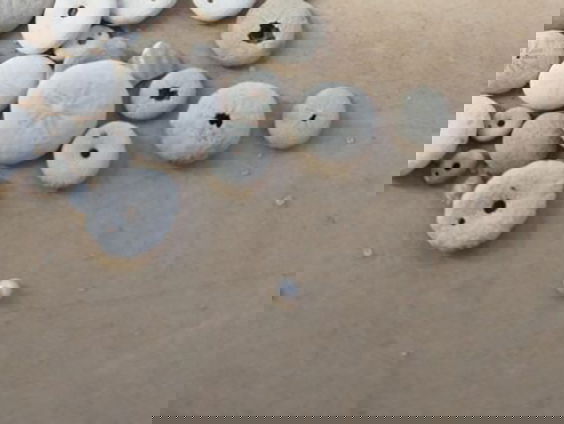 Fossiele parels van 120.000 jaar oud