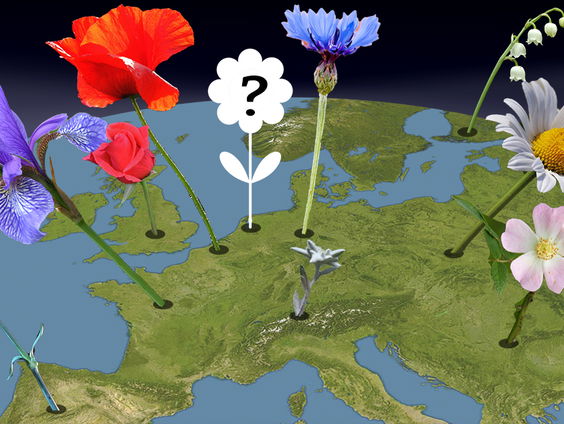 Wat wordt de Nationale Bloem?