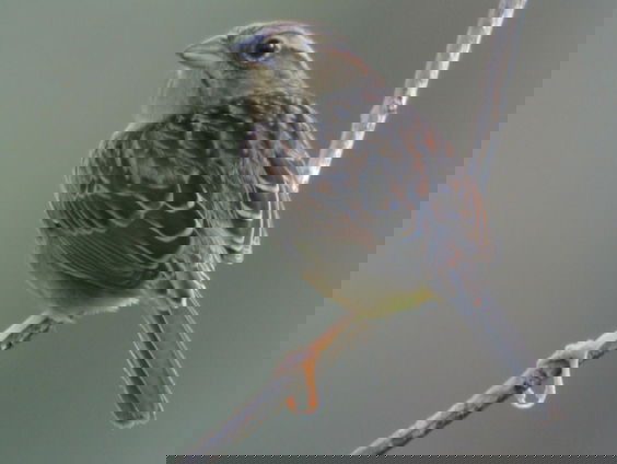 Moeten vogels worden beschermd tegen 'foute' namen van ontdekkers?