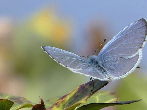 Fenolijn 24 maart 2024