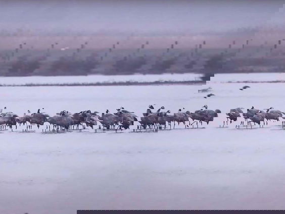 62 kraanvogels in de Biesbosch