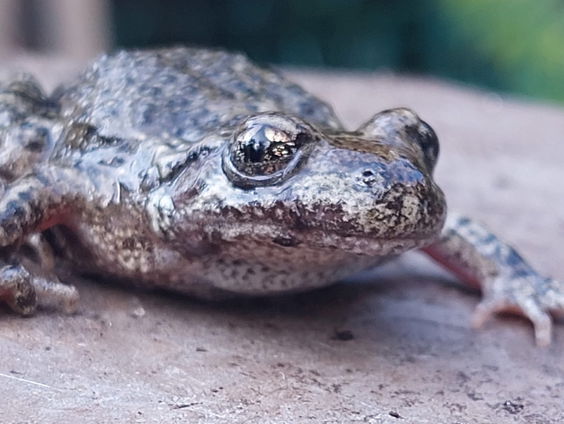 De binnenstad van Utrecht zit vol met vroedmeesterpadden