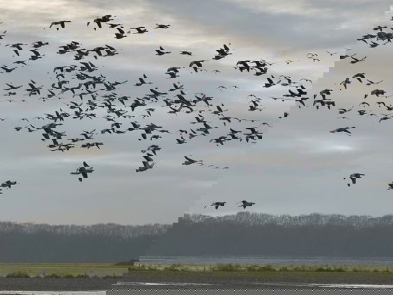 Vogels hebben veel last van vuurwerk