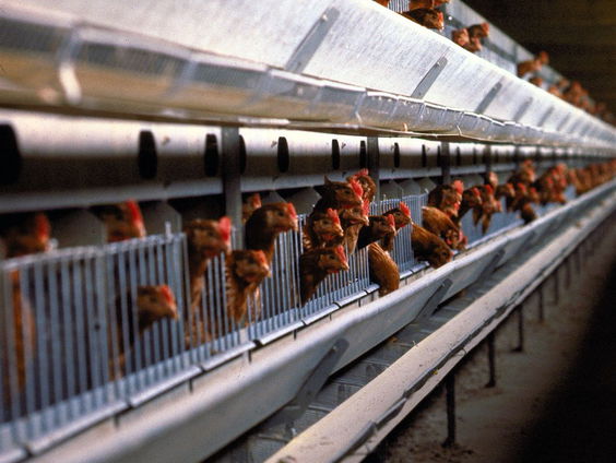 Export van eieren uit legbatterijen naar Nederland explosief gestegen