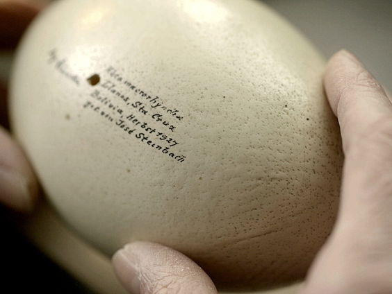 Regisseur Pim Zwier over eierverzamelfilm ´O´