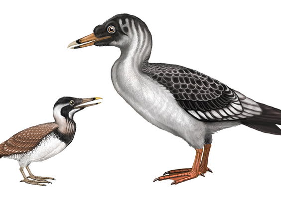 Oervogel aangetroffen in de Sint-Pietersberg