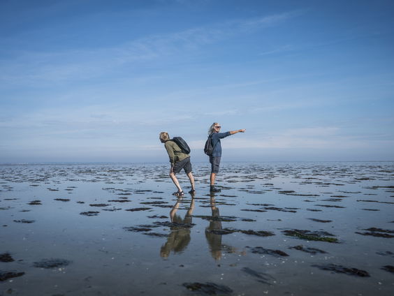 Wat gaat klimaatverandering doen met het waddengebied?