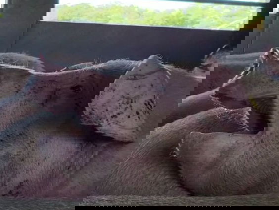 Undercover in de bio-industrie