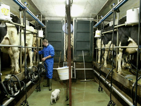 Zuivelbedrijven verplichten meer duurzame melk af te nemen: kan dat wel?