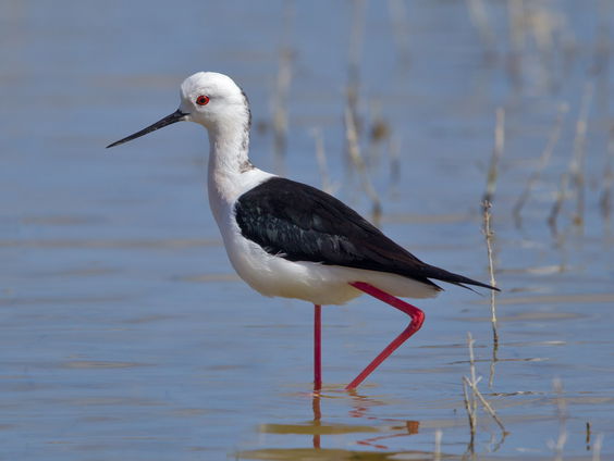 Door klimaatverandering verhuizen steltkluten naar Nederland