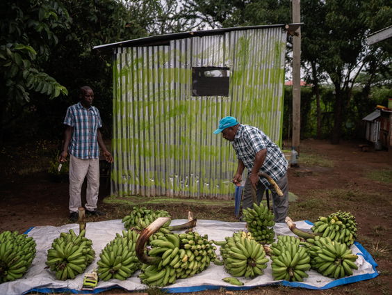 Schimmel in bananen zorgt voor schade wereldwijd