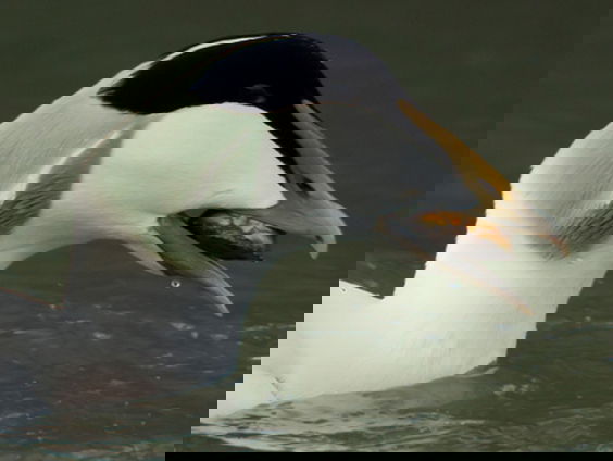 Wintereend: de eider