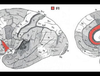 Speuren naar de sociale cellen van je brein