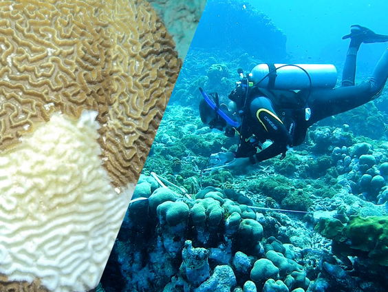 Journalist Melissa Stamper over het laatste nieuws in Aruba