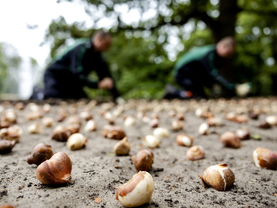 Welke gevolgen heeft strengere grenscontrole VK voor onze bloemenexport?