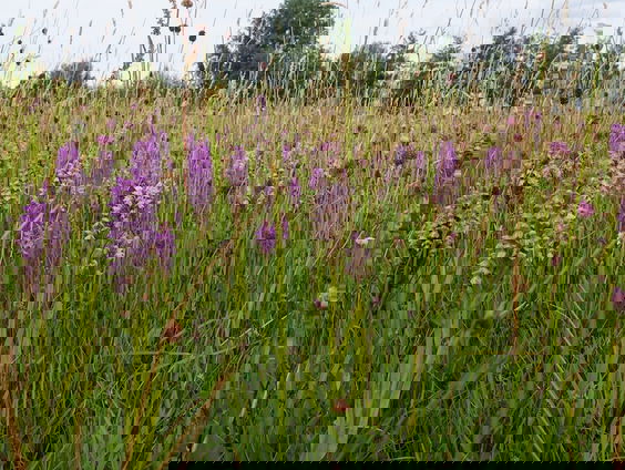 Groene Grens vol orchideeën