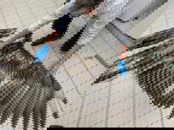 Gigantische dode lammergier en zeearend