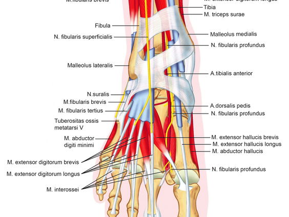 Illustrator van biologieboeken gaat met pensioen, maar zonder vervanger: 'Onbegrijpelijk'