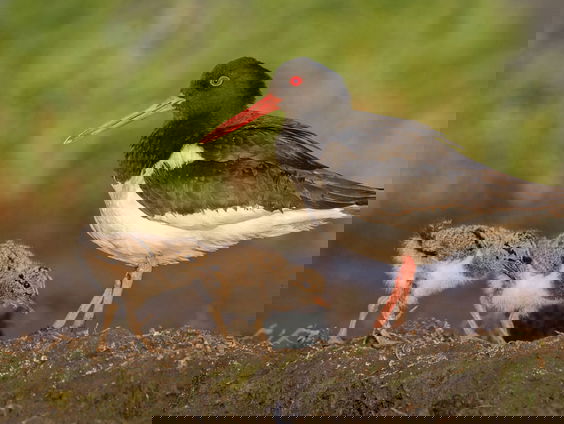 De achilleshiel van de scholekster