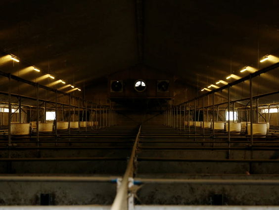Stikstofonzekerheid: boeren beter af met meer beesten