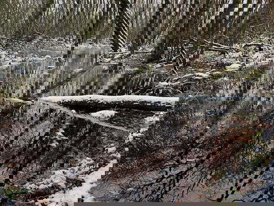 Potkleibossen: de overblijfselen van Middeleeuwse industrie