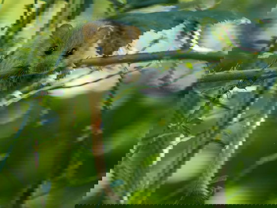 Hazelmuis overwintert in nestbal