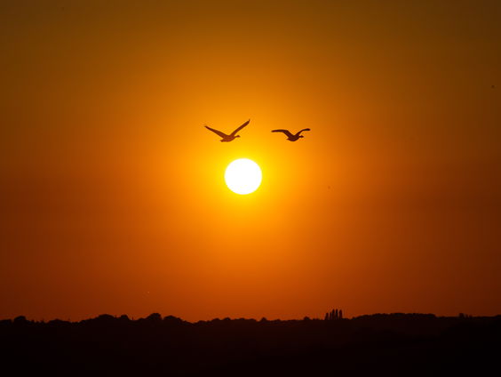 Hoe vinden vogels hun weg?
