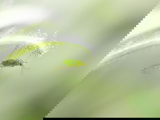 Plassende bladluizen zorgen voor overlast