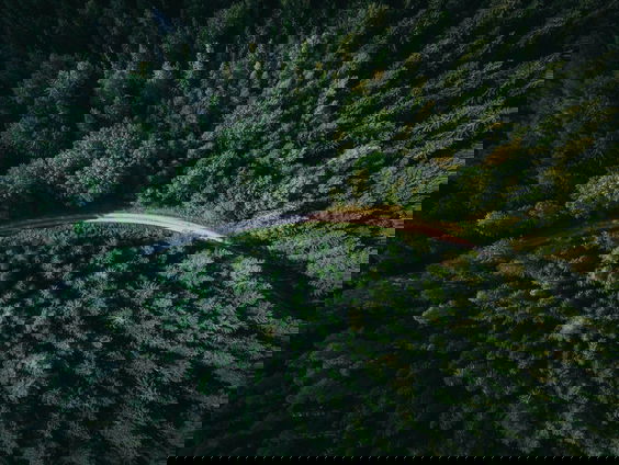 Er zitten nog mazen in de Europese bossenwet