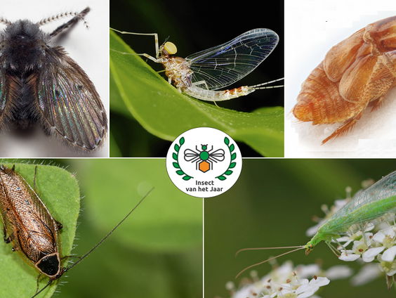 Deze insecten maken kans op de titel 'Insect van het jaar'