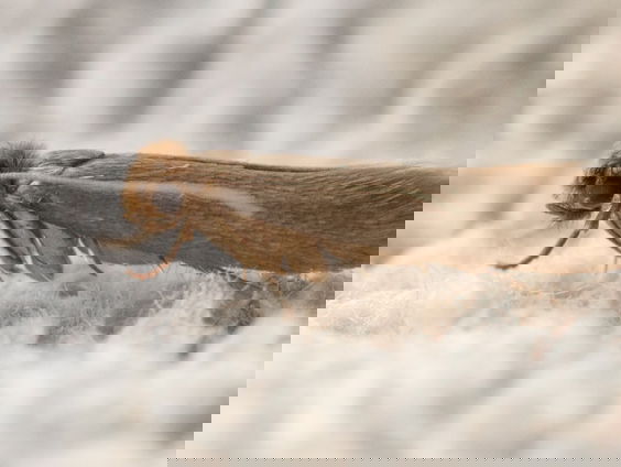 Op zoek naar de motten van Dorus