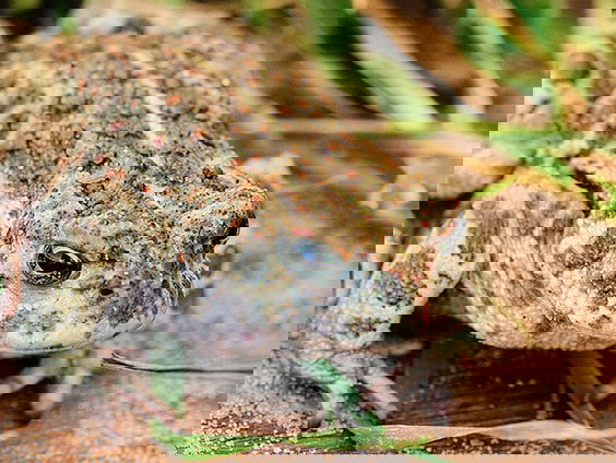 Fenolijn 10 september 2023