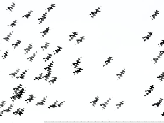 Waarom vallen vogels te pletter in Mexico?